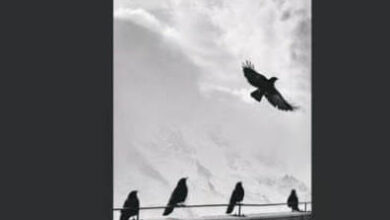كتاب الإرادة الحرة - مايكل ماكينا وديرك بيري بوم